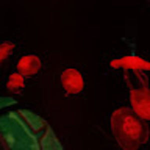 Meet your Posher, Cali